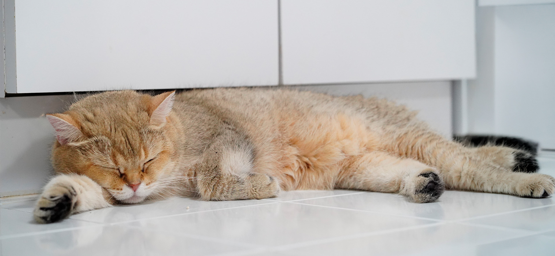  gatos que roncan